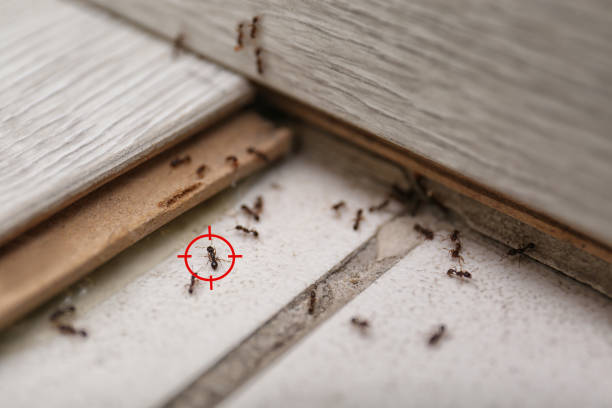 Best Residential Pest Control  in Richton Park, IL