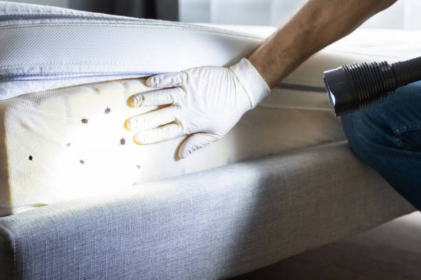Best Local Pest Control Services  in Richton Park, IL
