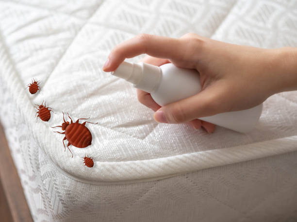 Best Ant Control Services  in Richton Park, IL